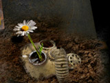 Last Flower Defence