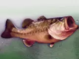 Bass Fishing Challenge