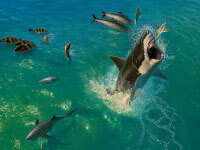 Shark Chomp Chase